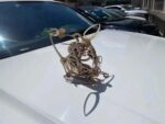 Mechanical Hummingbird Model 3D Wooden Puzzle